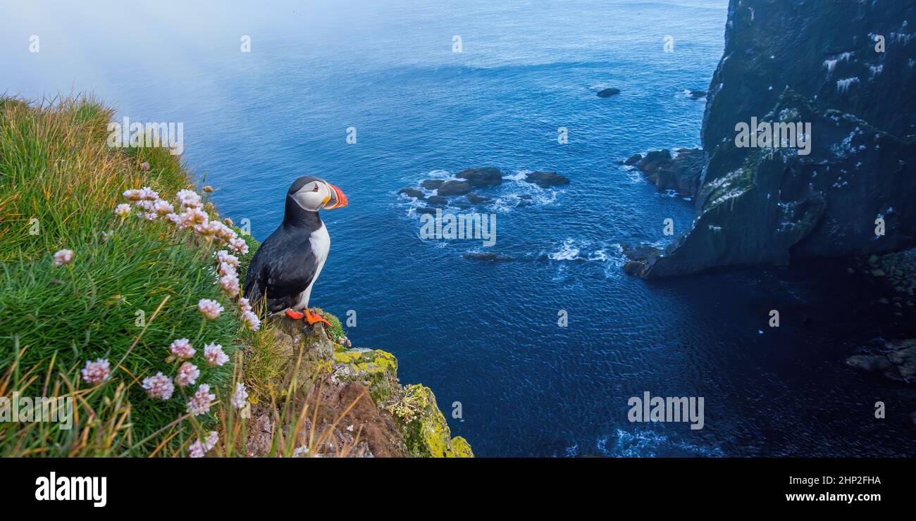 Atlantischer Papageientaucher, fratercula arctica, im Sommer auf einer Klippe stehend. Panorami horizontale Komposition von bunten Seevögelbeobachtungen am Berghang ne Stockfoto