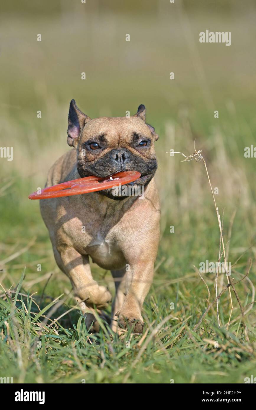 Französische Bulldogge spielt mit einem fliegenden Scheibe Spielzeug holen Stockfoto