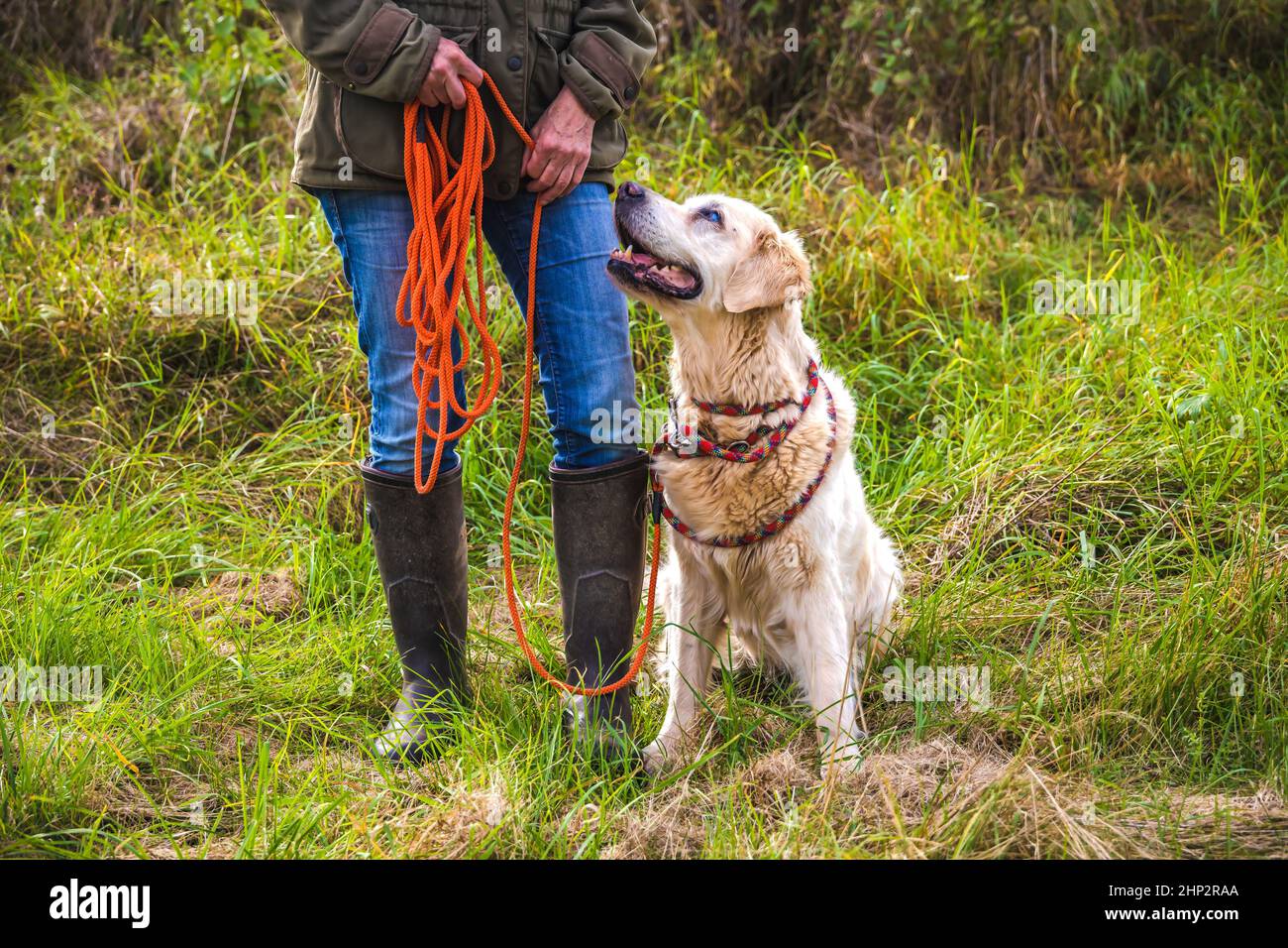 Hundebesitzer trainiert mit einem Golden Retriever mit der Schlepplinie. Stockfoto
