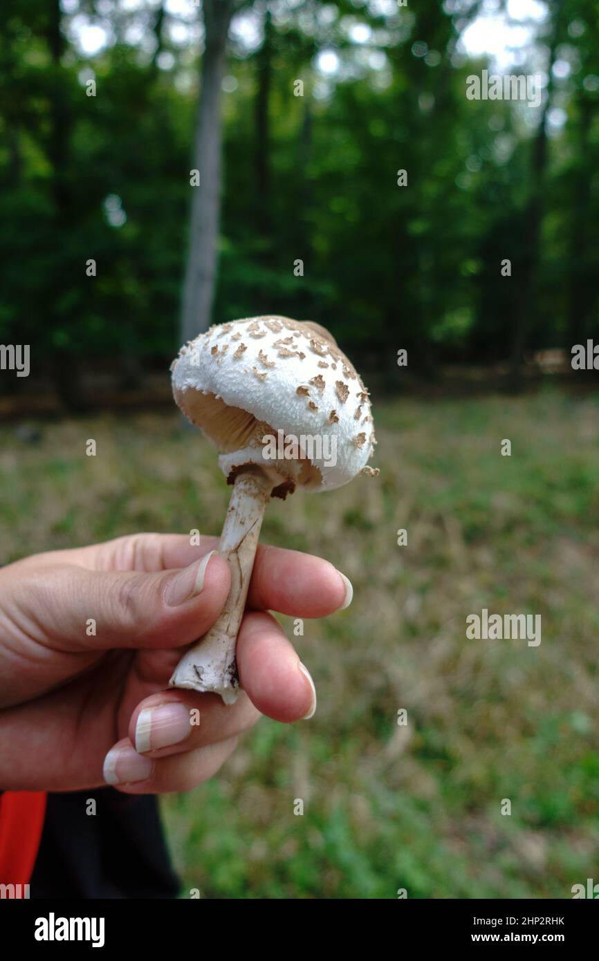 Ein kleiner Sonnenschirm wurde gefunden und wird derzeit untersucht. Stockfoto