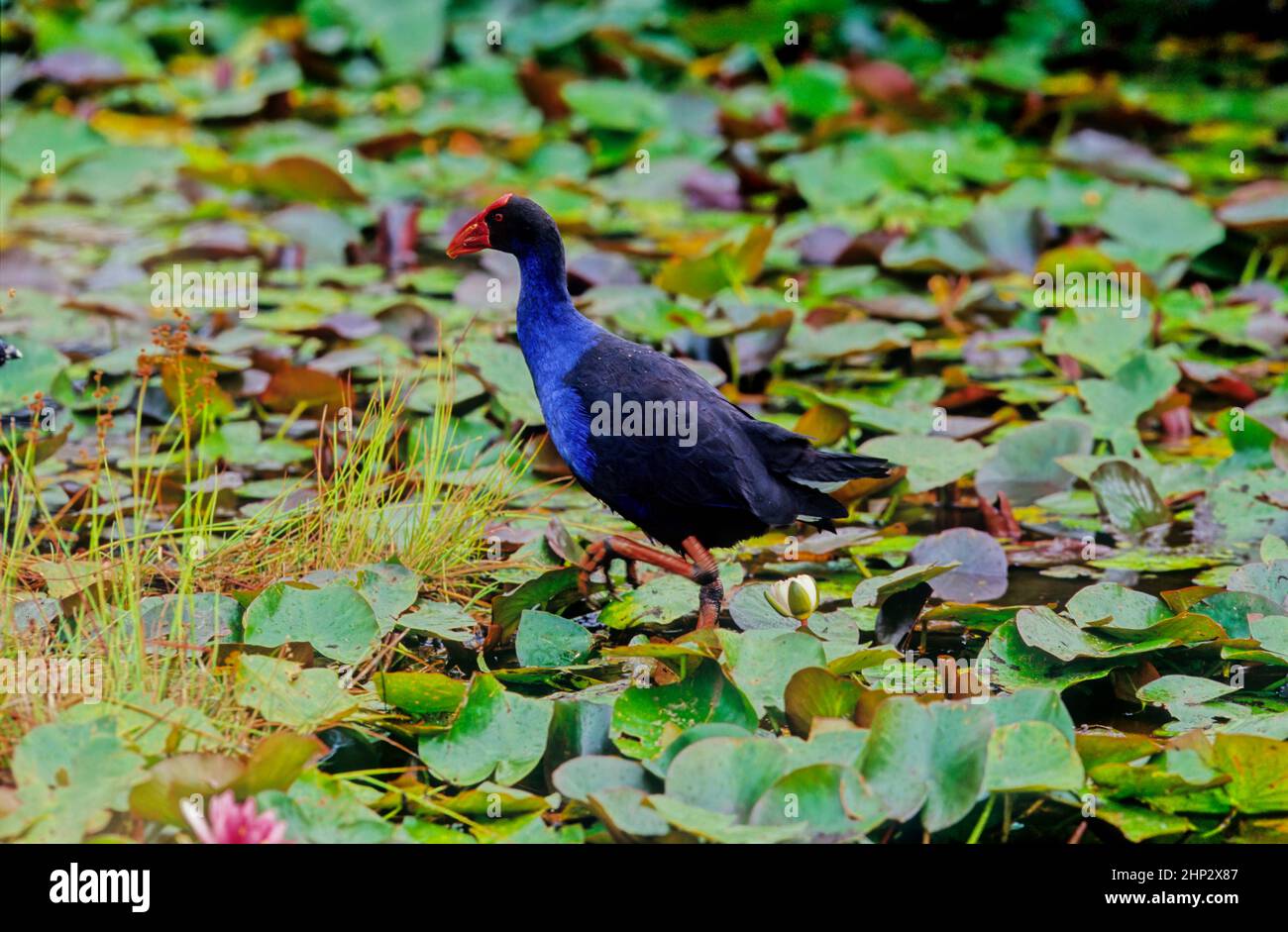 Der australasiatische Swamphen Porphyrio melanotus ist eine Art von Swamphen Porphyrio, die im Osten Indonesiens, den Molukken, Aru- und Kai-Inseln, Pap, vorkommt Stockfoto