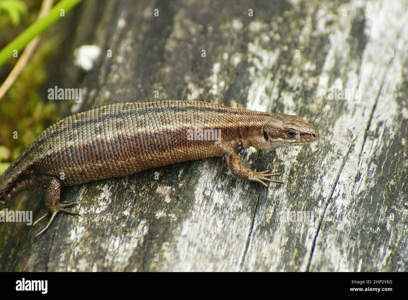 Nahaufnahme einer gravigen weiblichen europäischen lebendtragenden Eidechse, Zootoca vivipare, die auf Holz sitzt Stockfoto