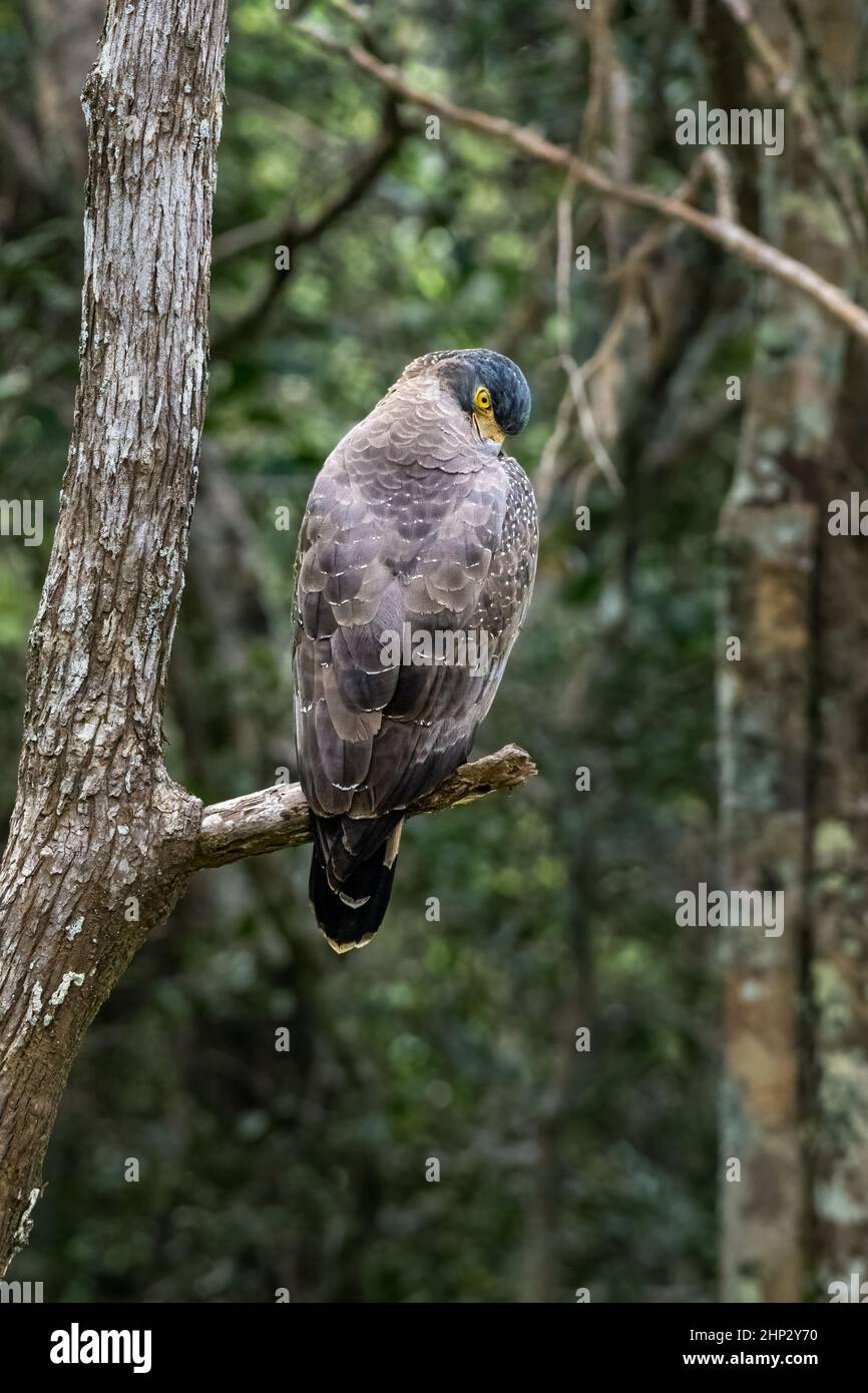 Crested Serpent Eagle (Spilornis Cheela) Stockfoto