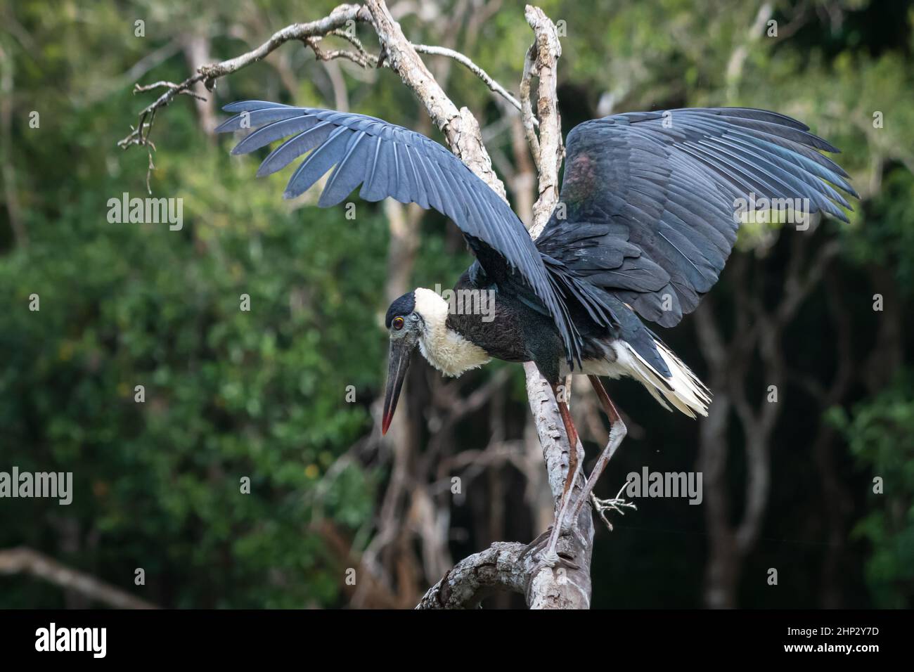 Wollhalsstorch (Ciconia episcopus) Stockfoto