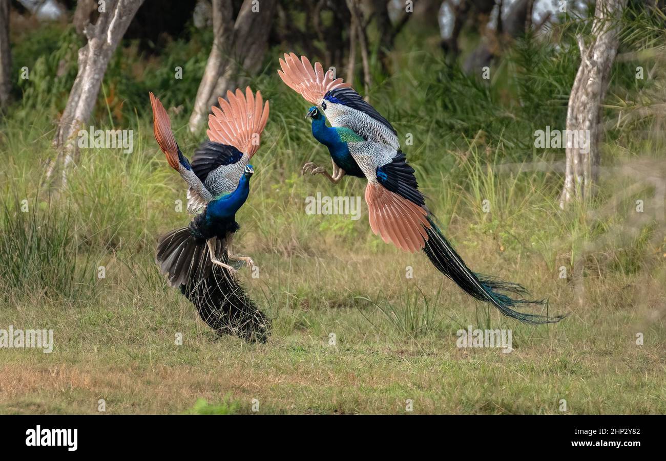 Peafowl (Pfau) (Pavo cristatus), der um Weibchen kämpft Stockfoto
