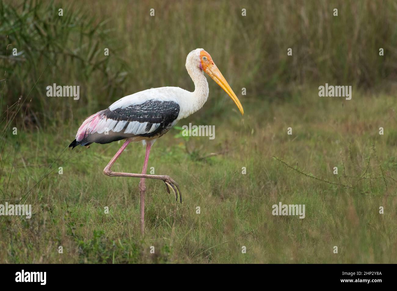 Gemalter Storch (Mycteria leucocephala), Sri Lanka Stockfoto