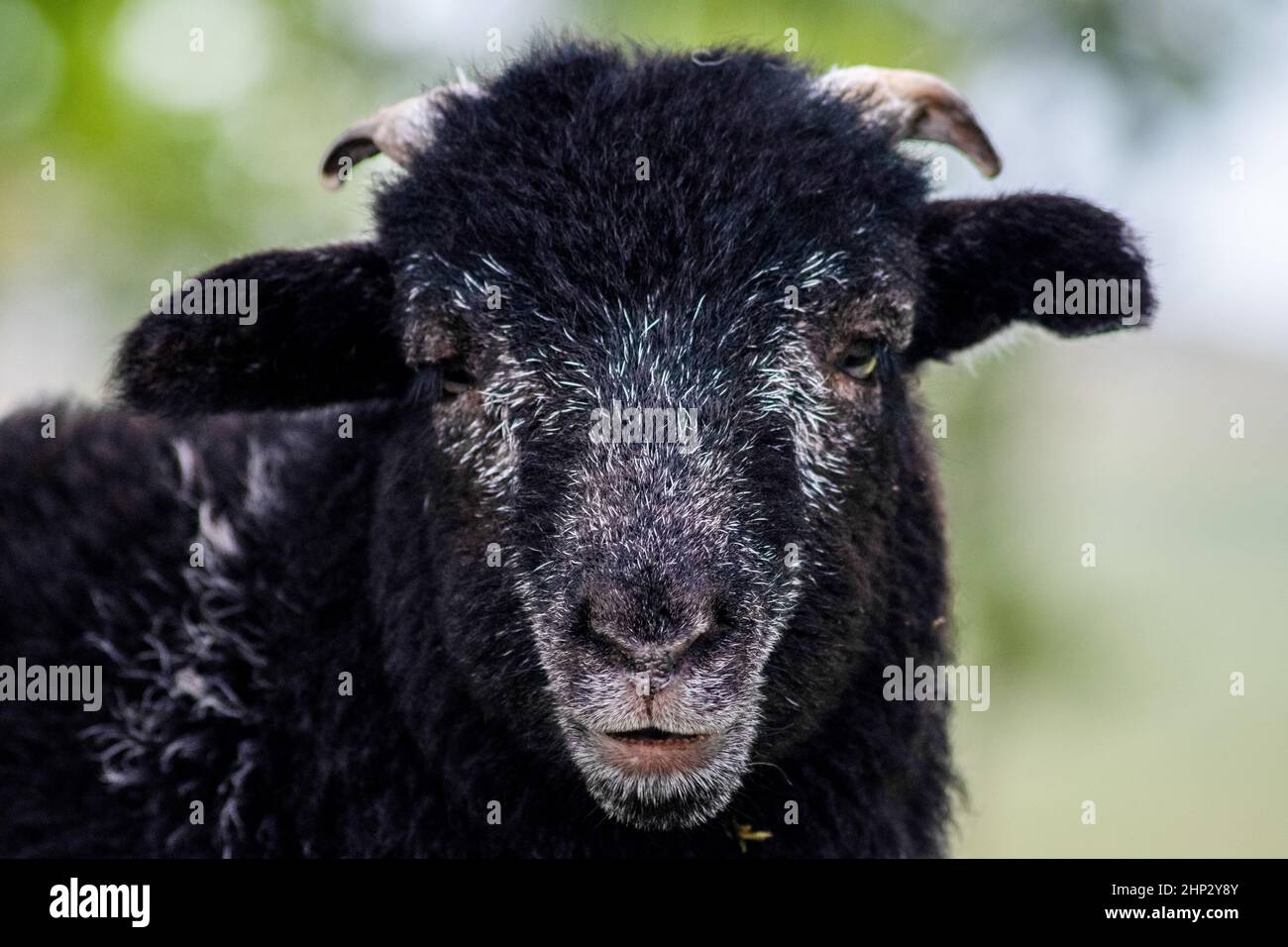 Schwarze Schafe Stockfoto