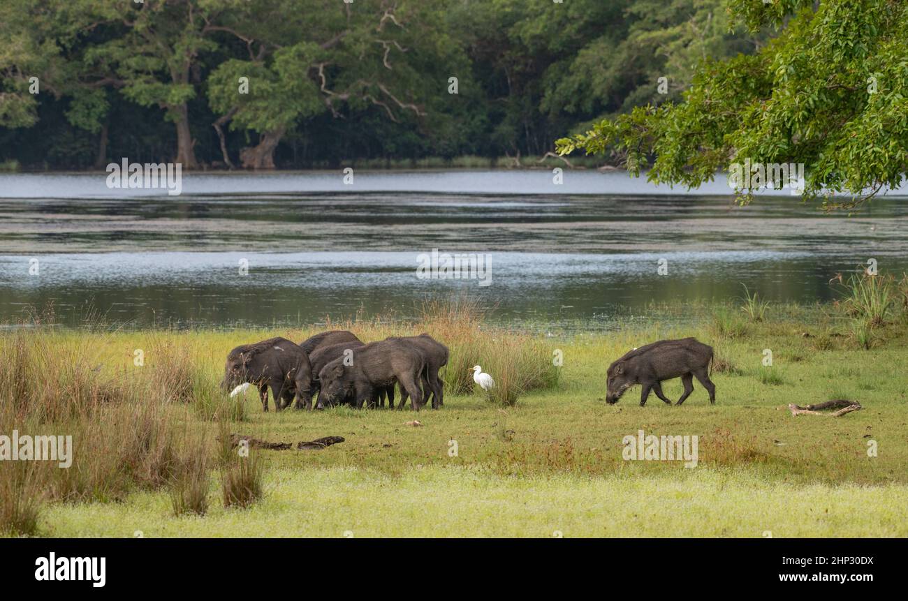 Wildschweinherde (Sus scrofa), Sri Lanka Stockfoto