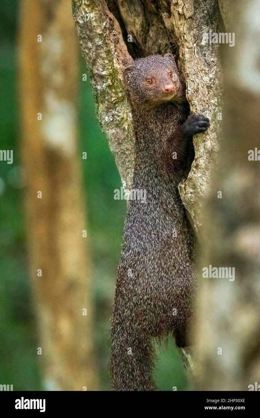 Ruddy Mungo (Herpestes smithii), Wilpattu, Sri Lanka Stockfoto