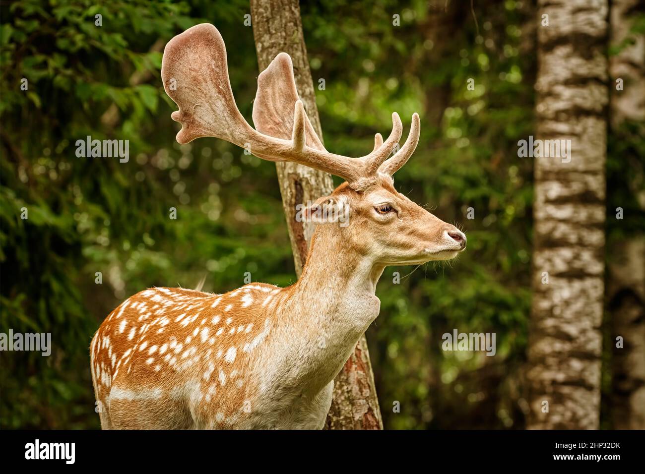 Hirte mit großen Hörnern in der Nähe des Waldes Stockfoto