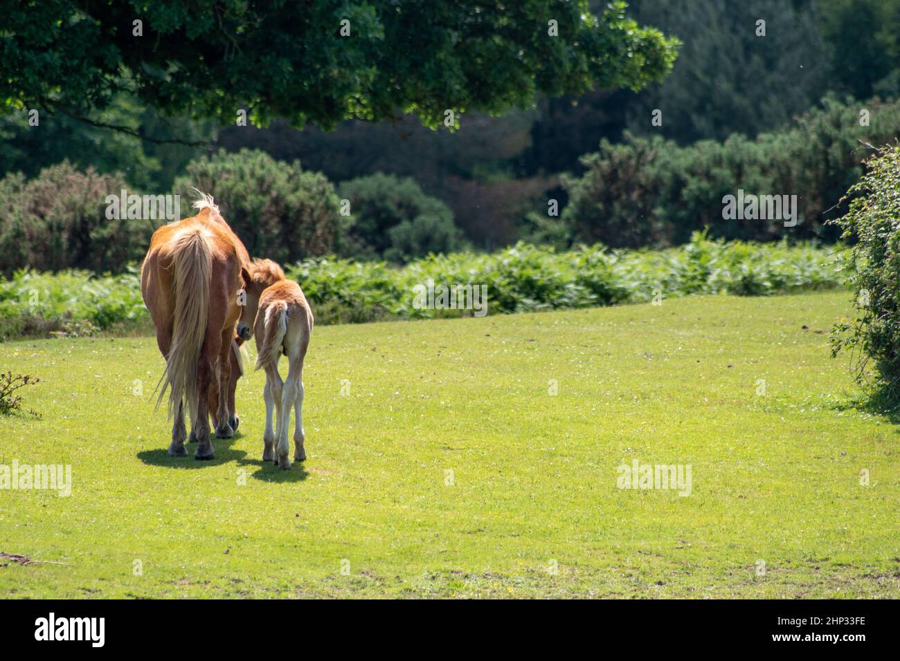 New Forest Ponys Stockfoto