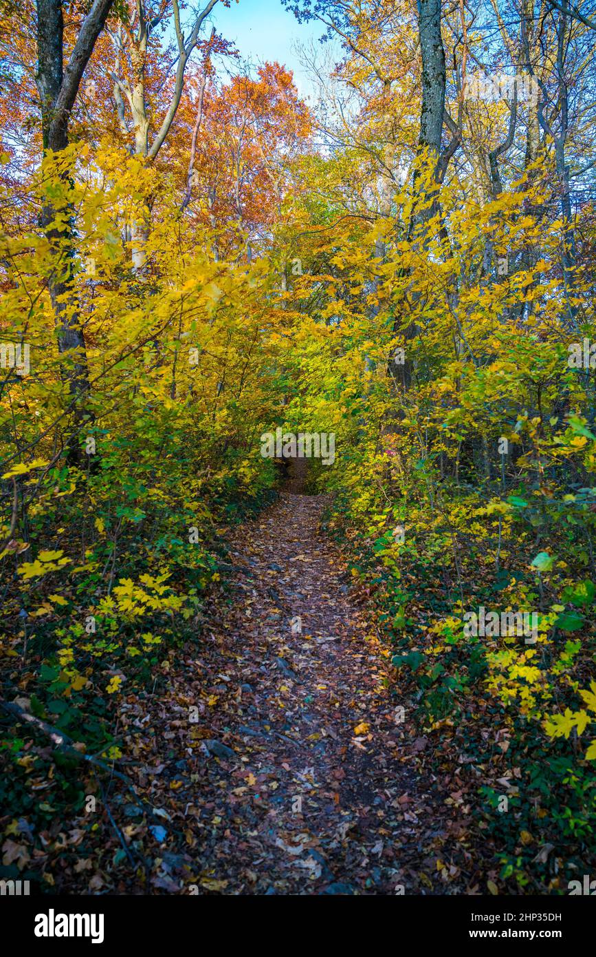 Deutschland, kleiner romantischer Wanderweg durch Walddickicht-Dschungel wie in farbenfroher Herbststimmung Stockfoto