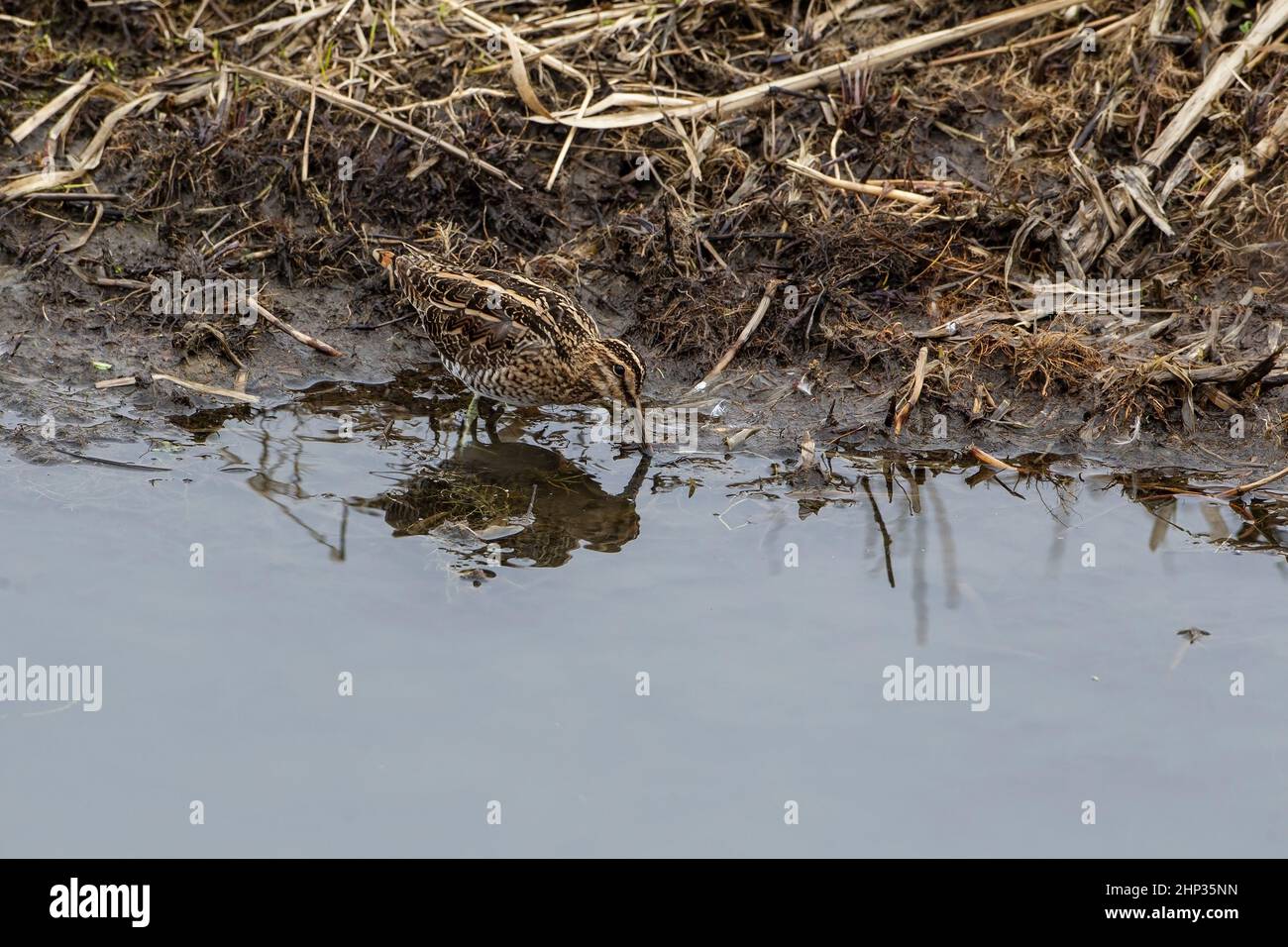 Semi Camouflage Common Snipe Gallinago gallinago, der mit seinem langen Schnabel am Rand des Wassers zwischen Schlamm und Schilf nach Nahrung abtast Stockfoto