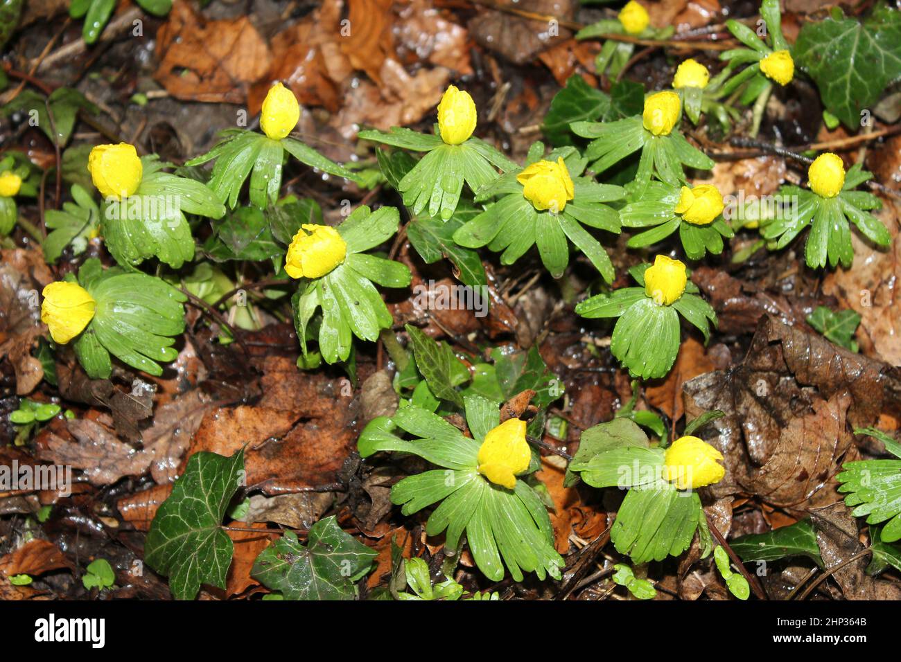 Winter-Aconitum Eranthis hyemalis Stockfoto