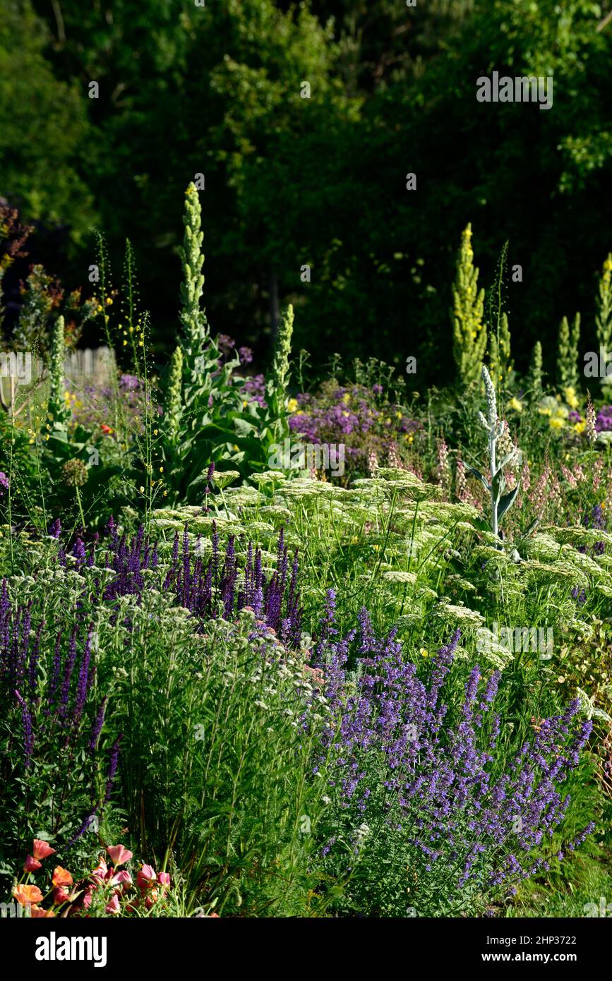 Kühles Bett, kühler Rand, Salvia caradonna, nepeta, schwarze thalictrum-Strümpfe, Dolde, achillea, Schafgarbe, Umbellifer, Aquilegia, linaria, verbascum, dicht bepflanzt b Stockfoto