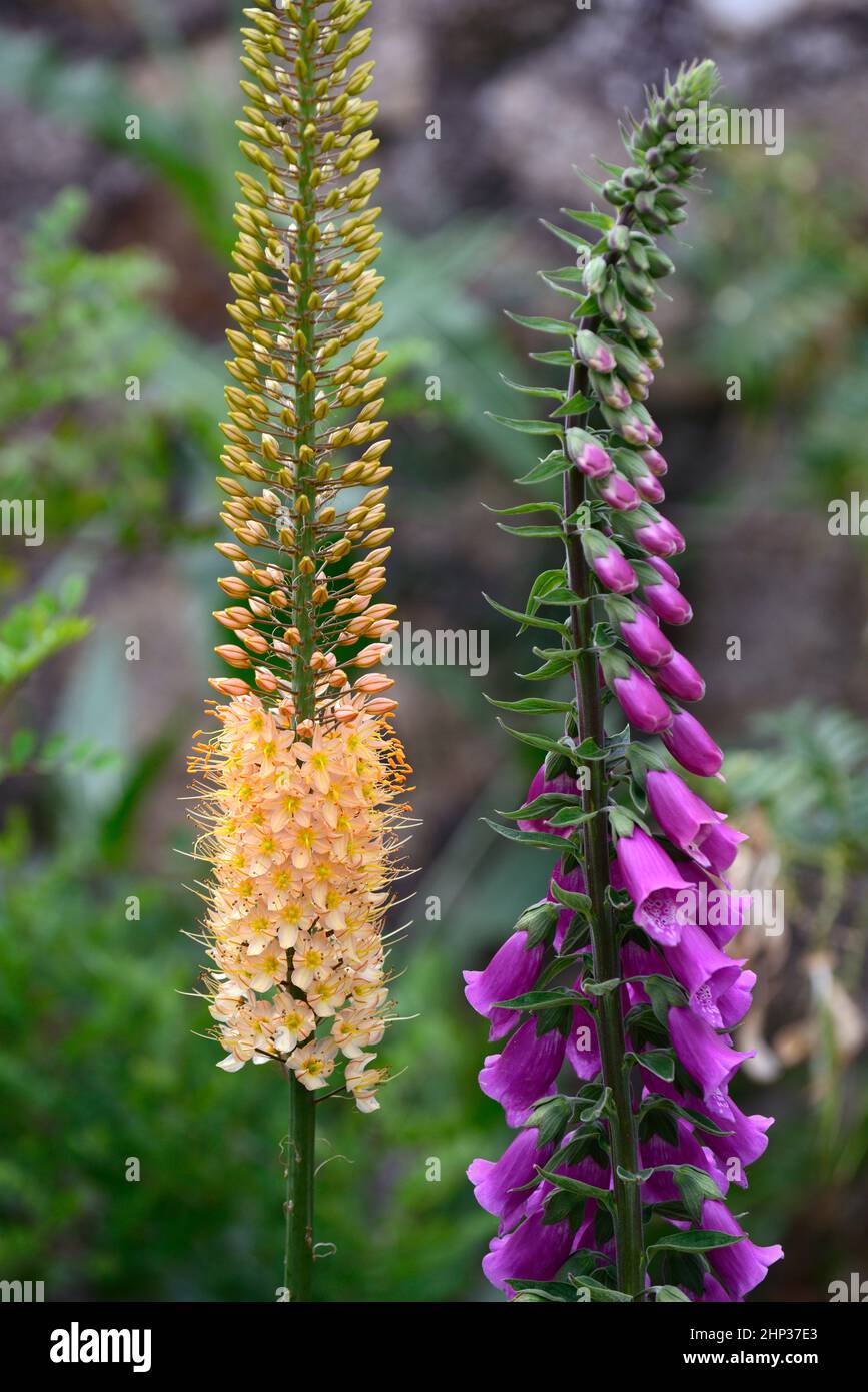 Digitalis purpurea,Fuchsenschwanz Lilie Cleopatra,Eremurus Cleopatra,Eremurus x isabellinus Cleopatra,orange und lila Blüten,hohe Blütenkombination,gemischt Stockfoto