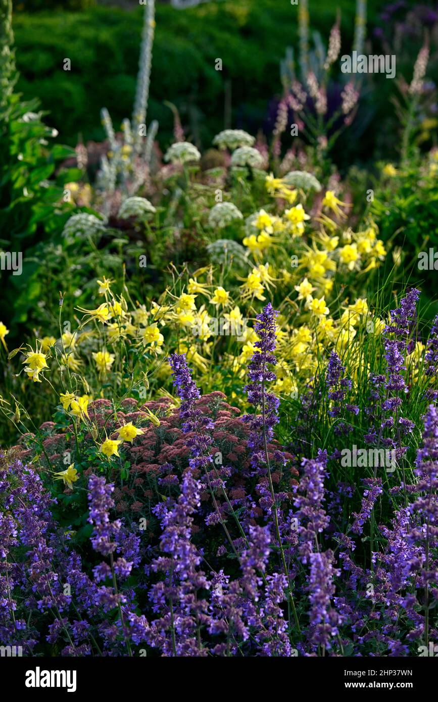 Nepeta sechs Hügel Riese, Aquilegia chrysantha gelbe Königin, columbine gelbe Königin, aquilegias, lila blaue und gelbe Blumen, Blume, Blüte, angespornt Fluss Stockfoto