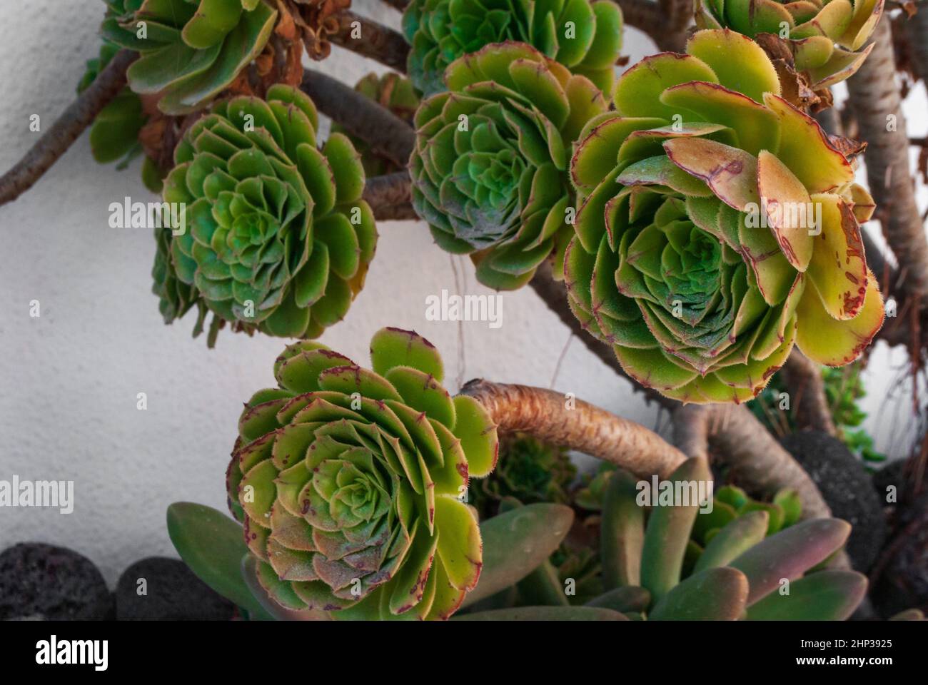 Aeonium Arboreum in Nahaufnahme auf der Straße gegen eine weiße Wand. Stockfoto