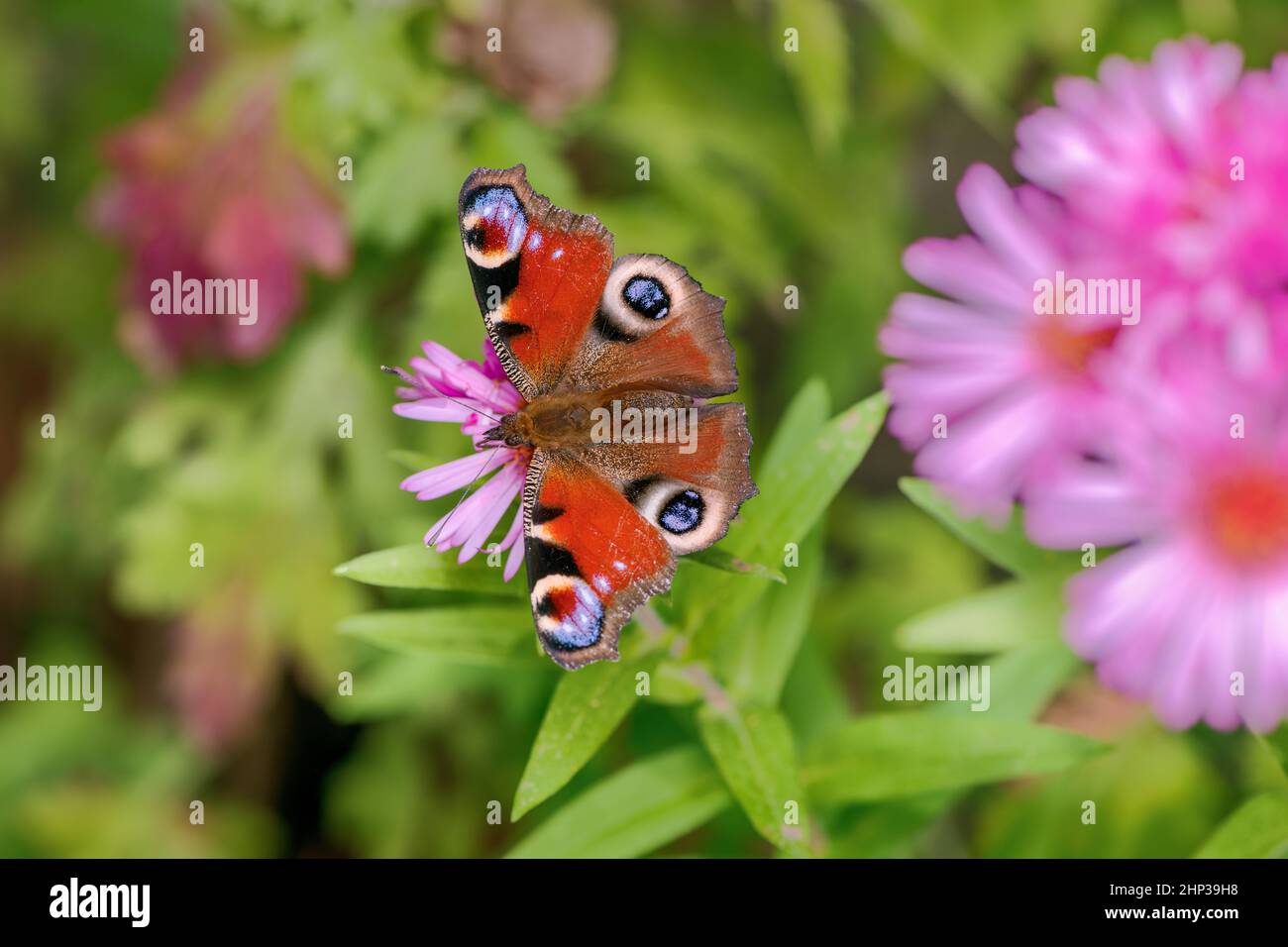 Makro einer getönten Dame Schmetterling auf einer rosa Aster Blume Stockfoto