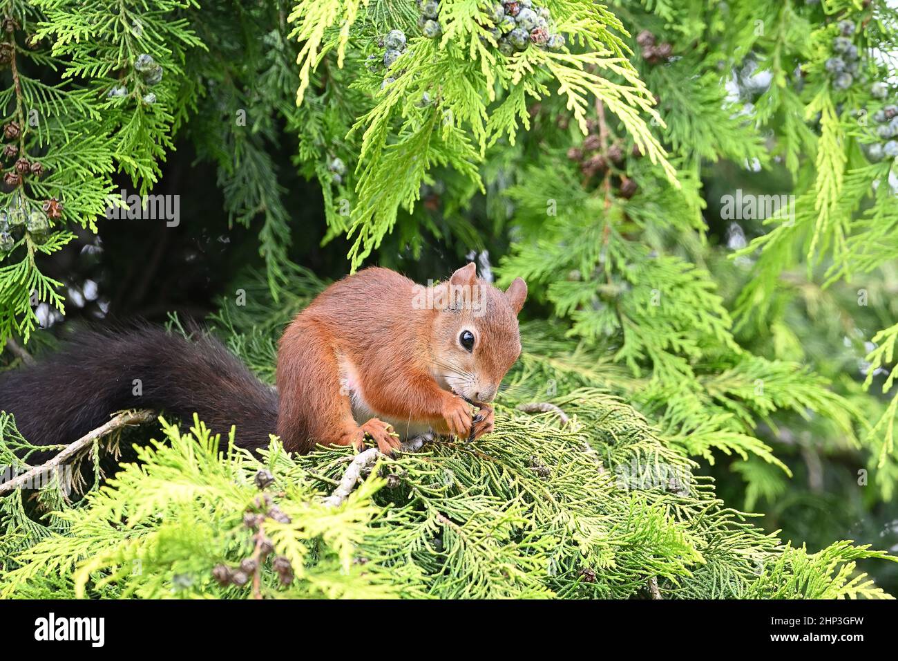 Eichhrnchen essen und sitzen in einem Thuja Stockfotografie - Alamy