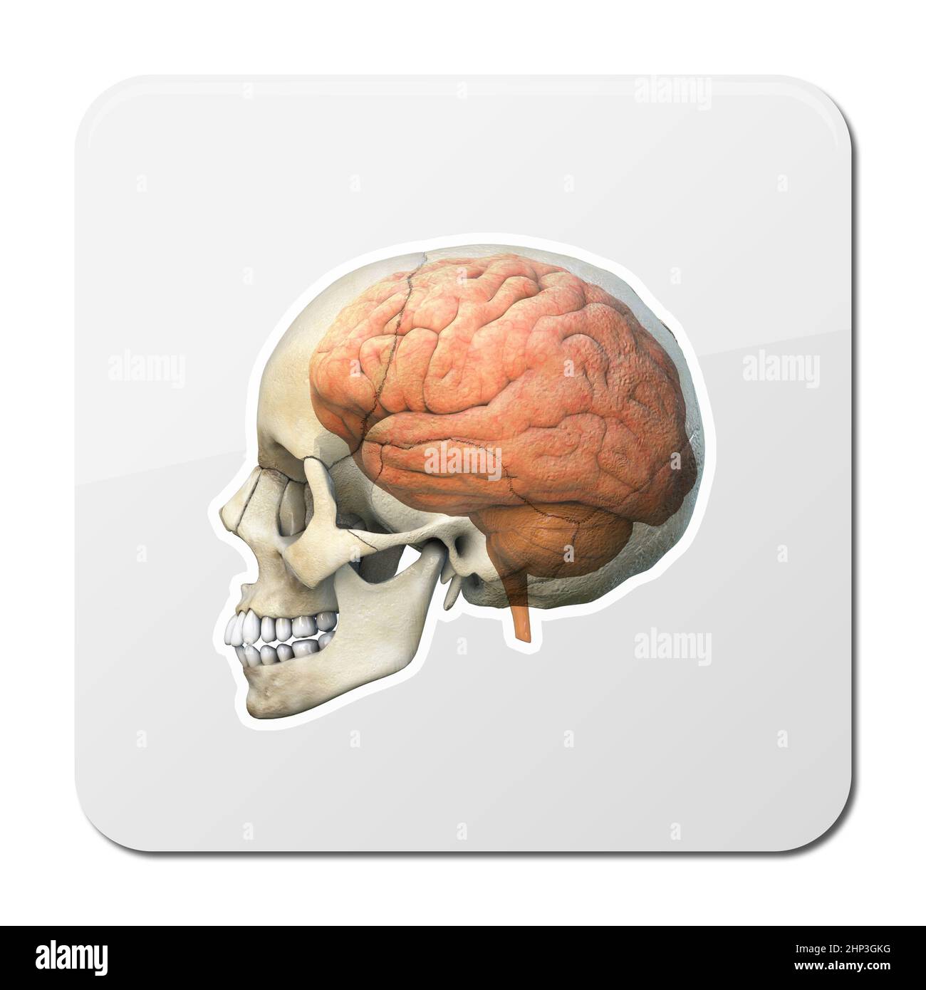Männlicher Schädel mit Gehirn, das durch transparenten Schädel zeigt.3D Render, Icon Stockfoto