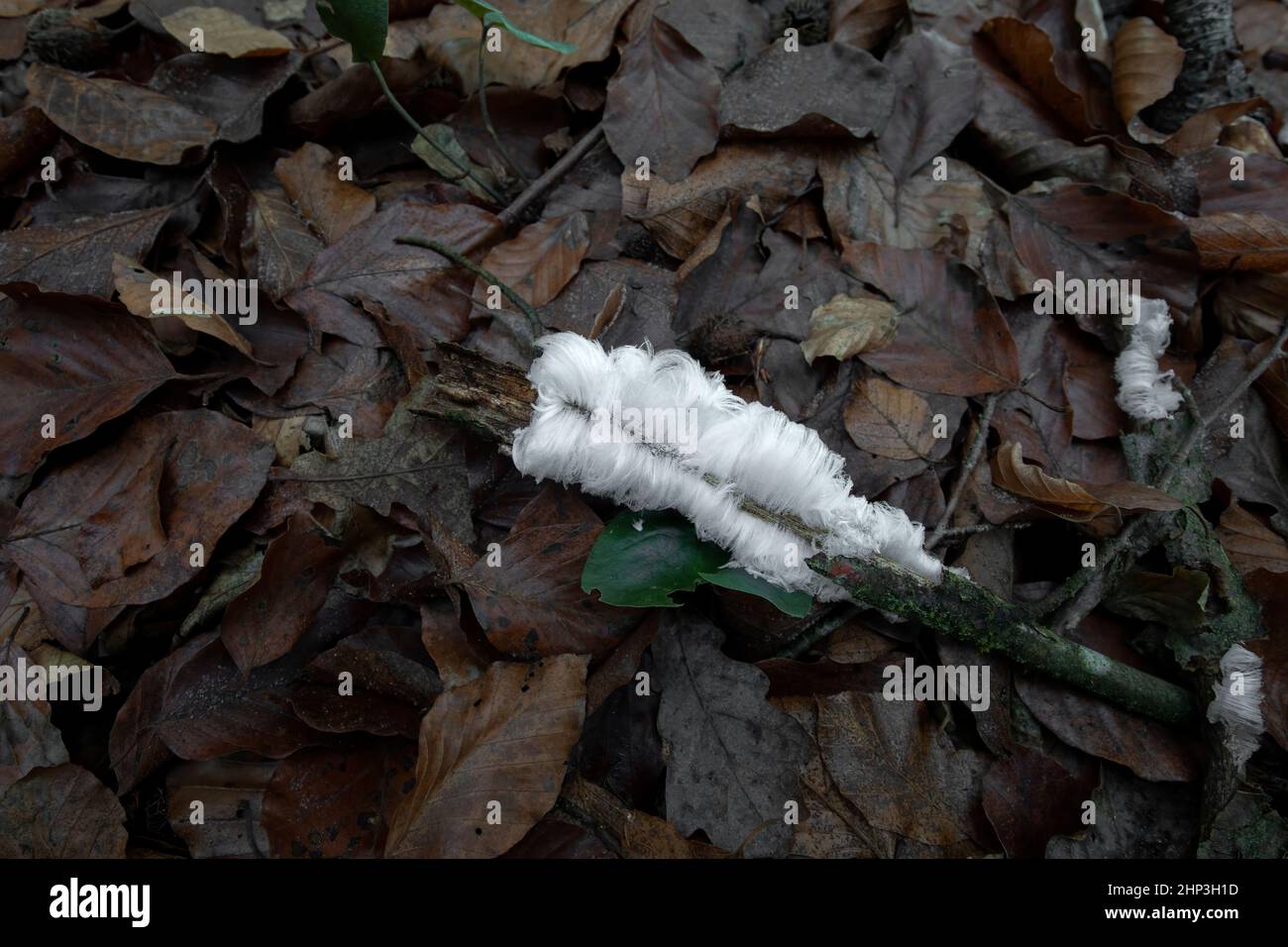 Haareis auf Totholz Stockfoto