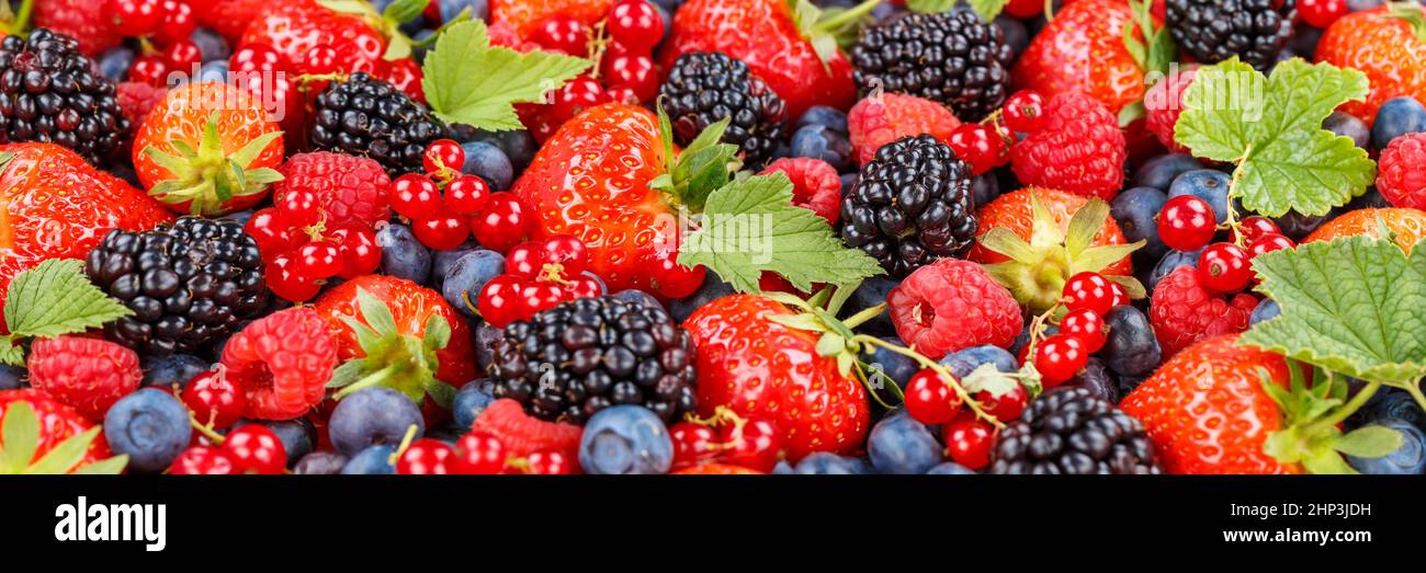 Beeren Früchte Beerenfrüchte Erdbeeren Erdbeeren Blaubeeren Blaubeeren Panorama Sommer Stockfoto