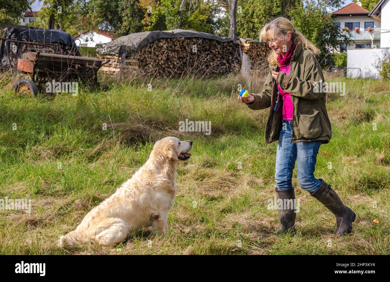 Hundetrainer trainiert im Herbst einen Golden Retriever auf einer Wiese. Stockfoto