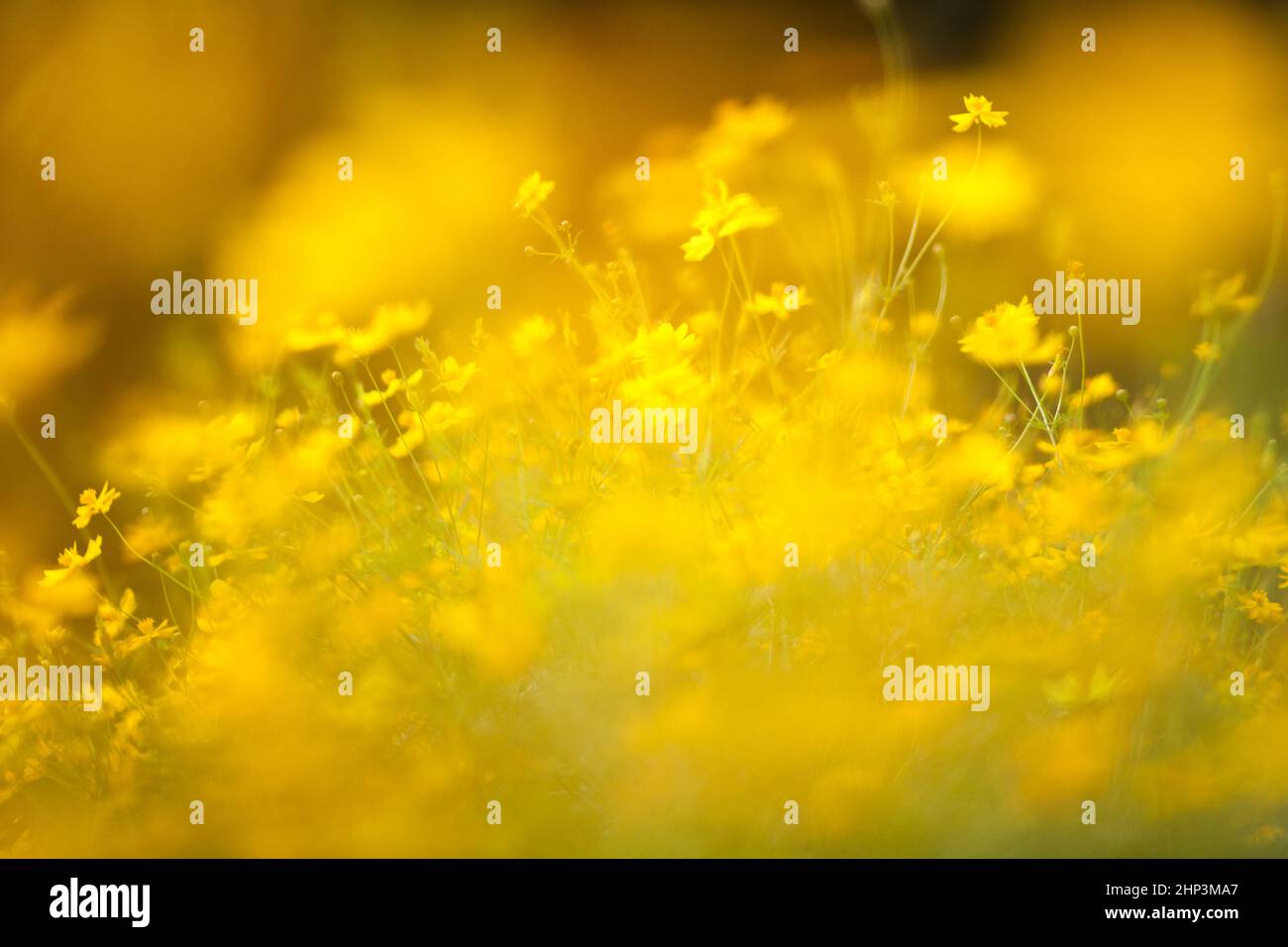 Verblurte Unschärfe. Abstrakt gelben Schwefel Kosmos Hintergrund Stockfoto