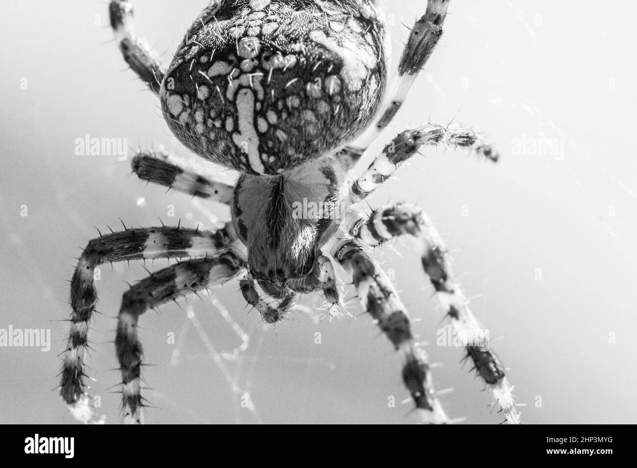 Ekelhaftes Tier für Arachnophobe oder Arachnophobie. Das Insekt in seinem Fangnetz visualisiert die Gefahr der Natur in schwarz-weiß Stockfoto