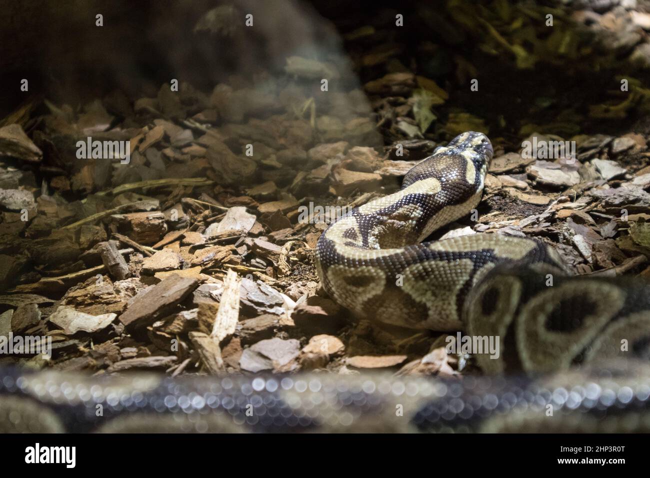 Royal Python Schlange kriecht auf Dschungelboden Stockfoto