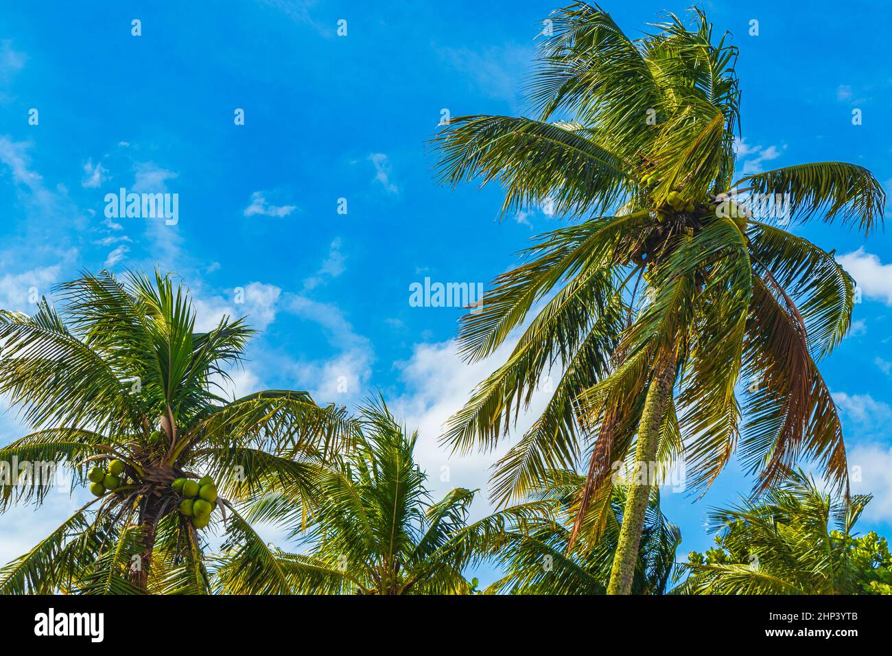 Tropische natürliche Palmen mit blauem Himmel Hintergrund am Flamengo Park und Strand in Rio de Janeiro Brasilien. Stockfoto