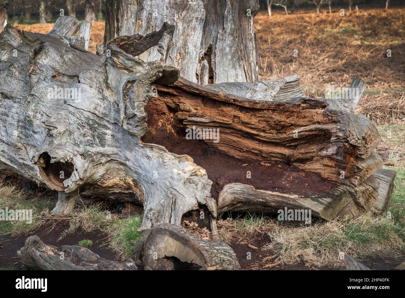 Großer alter gefallener Baum, der innen verrottet Stockfoto