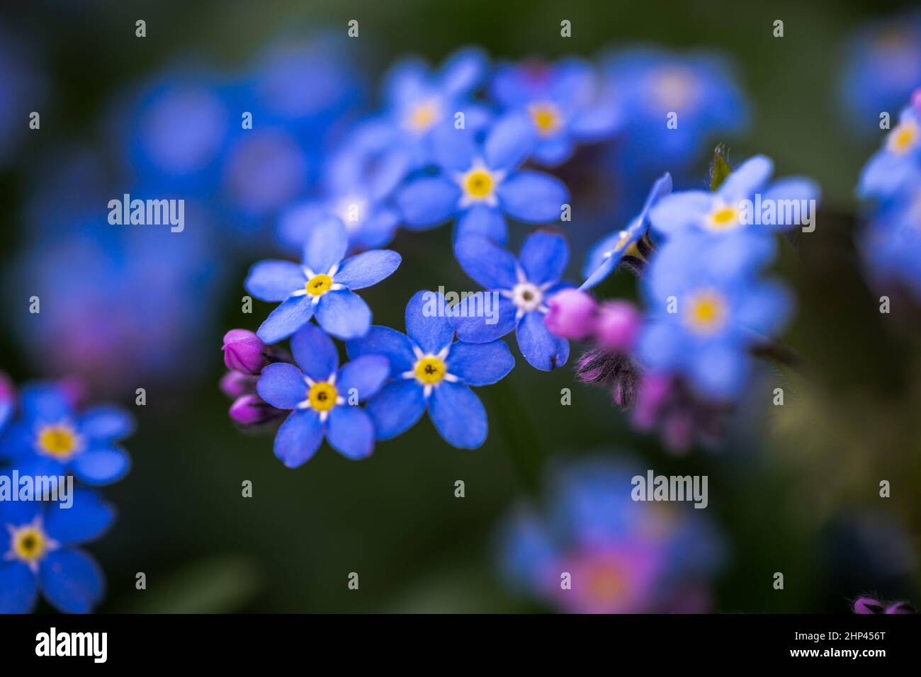 Vergiss mich nicht - herrliche Frühlingsblume. Selektiver Fokus auf Blumenköpfe in unscharfem Hintergrund. Nahaufnahme. Stockfoto