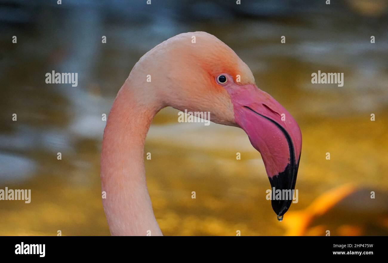 Flamant Rose - gros Plan Stockfoto