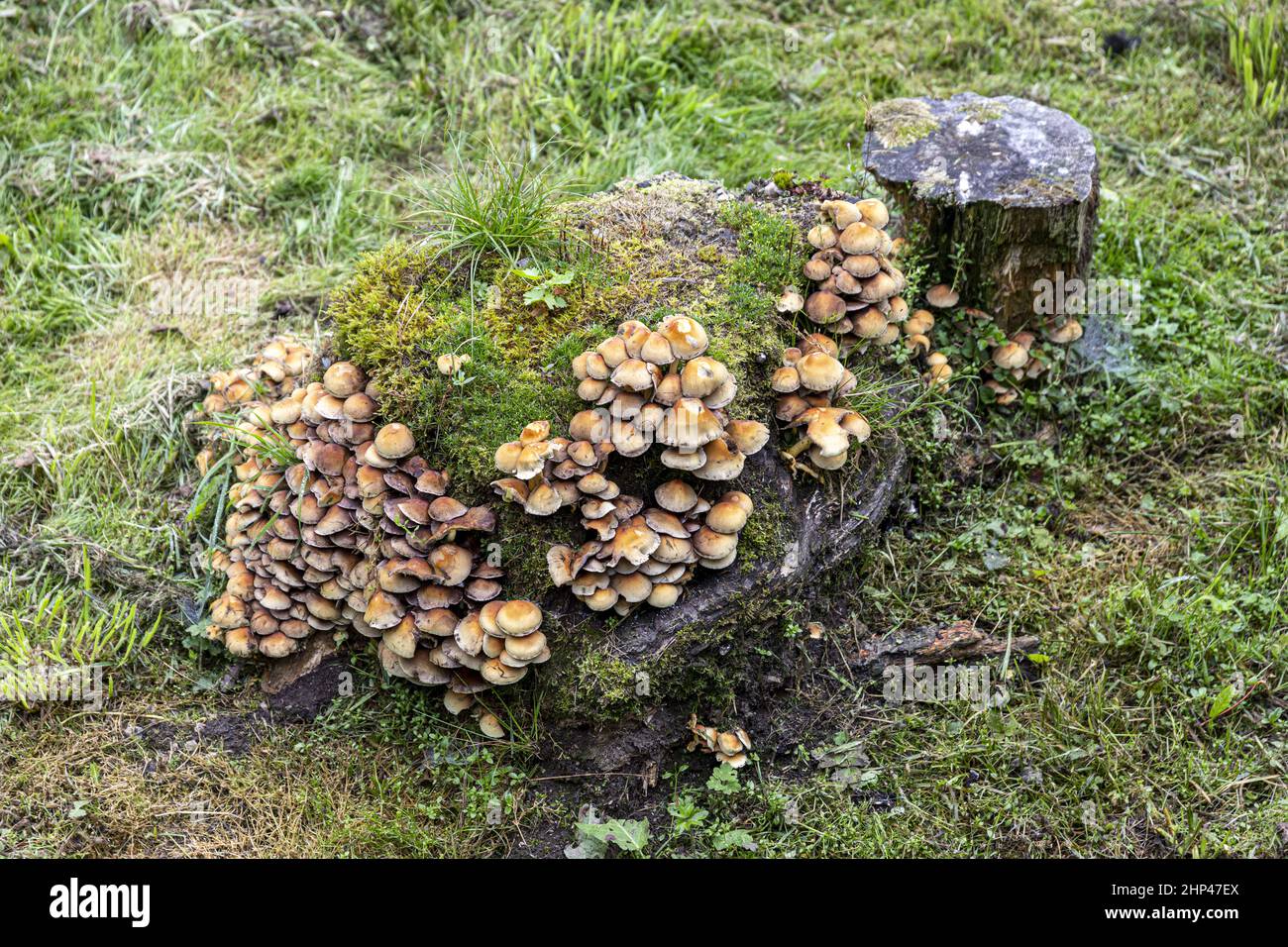 Fruchtbarer Pilzwuchs an verrottungsreichen Baumstümpfen in Torrisdale auf der Kintyre Peninsula, Argyll & Bute, Schottland, Großbritannien Stockfoto
