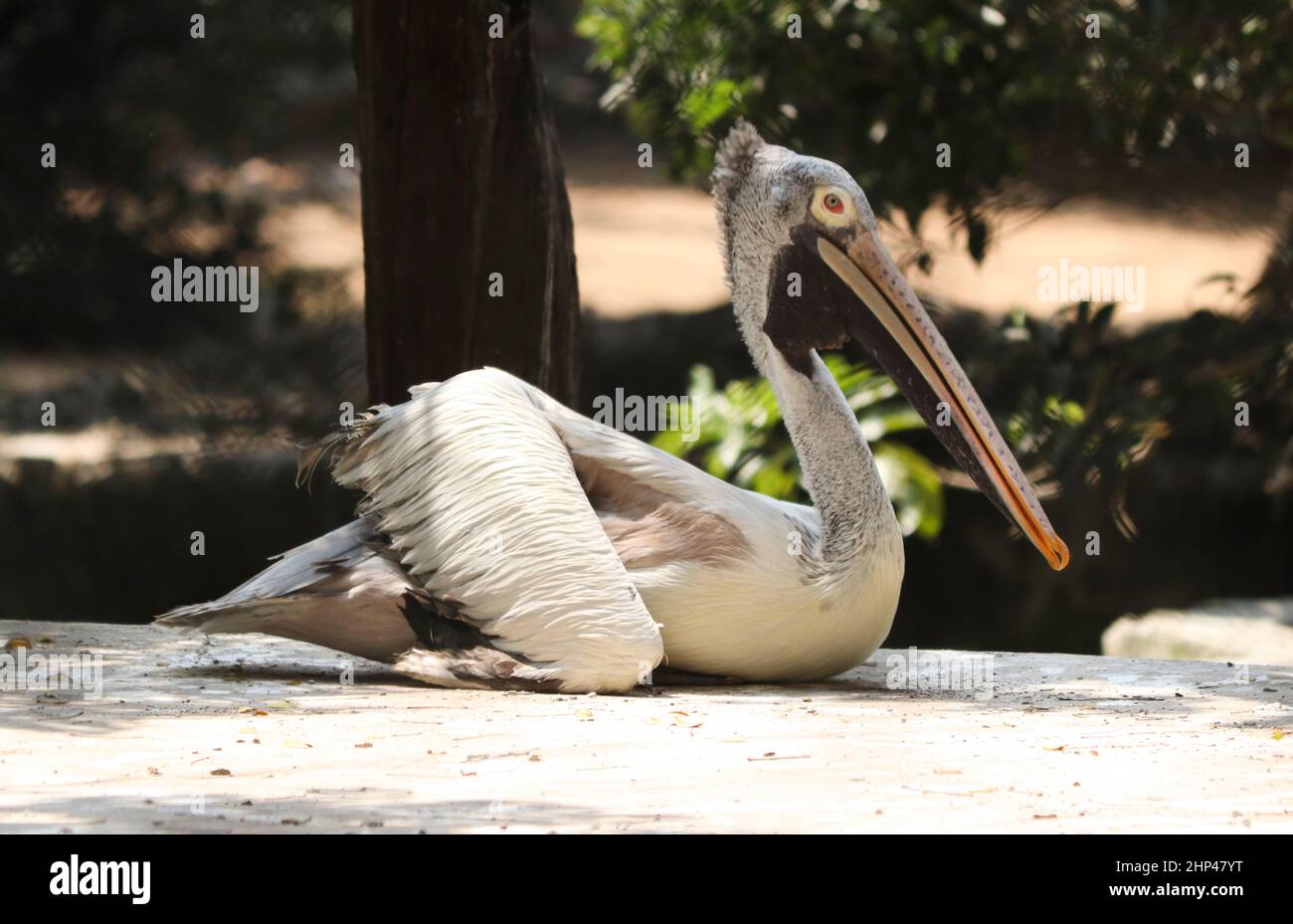 Der große Pelikanvögel sitzt auf dem Boden. Auf unscharfen Hintergründen Stockfoto