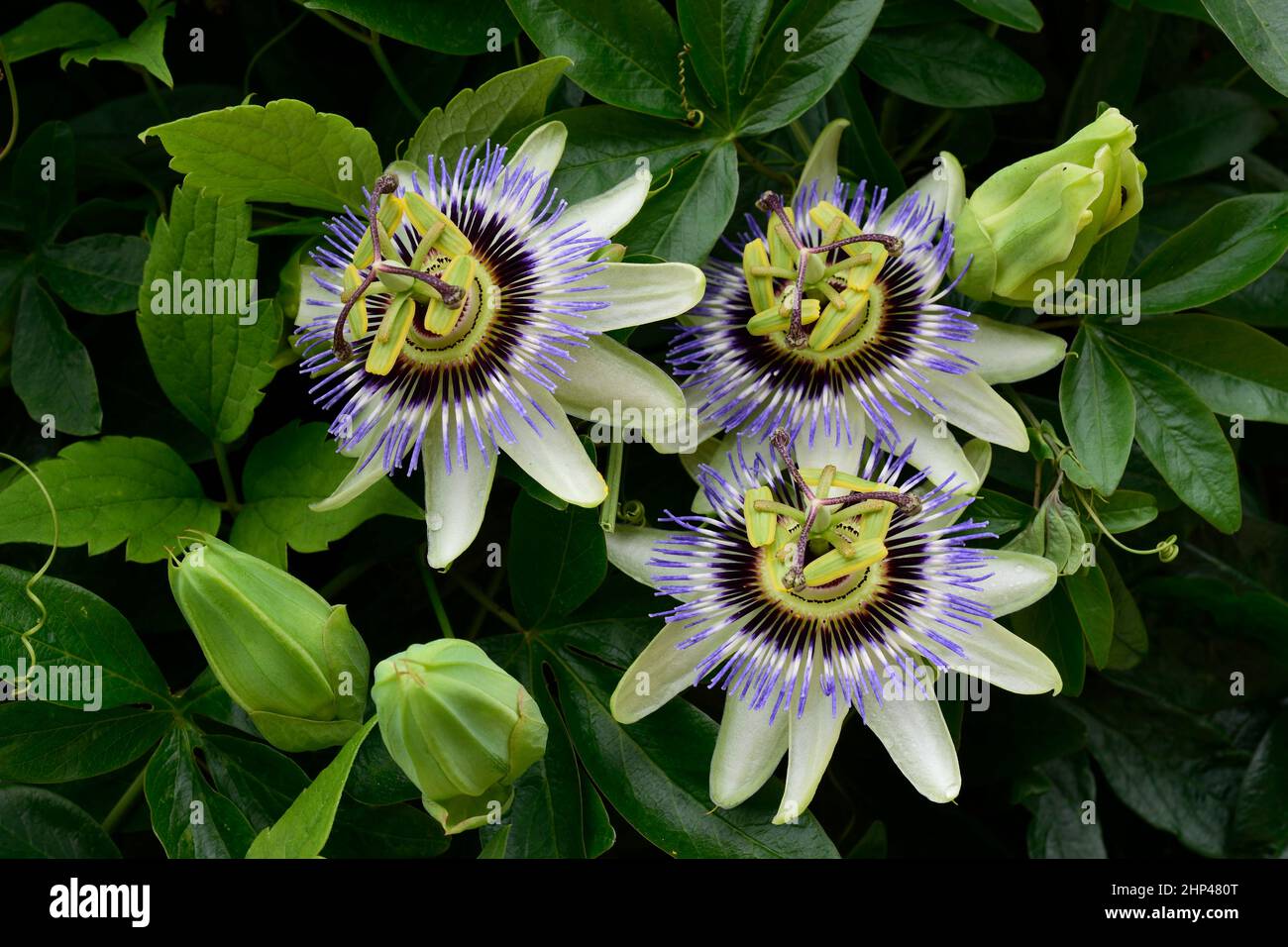 Passionsblume oder Passiflora caerulea. Nahaufnahme von drei Blüten mit hellgrünen Blütenblättern mit einem blauen Stachelring um eine grüne Mitte. Stockfoto