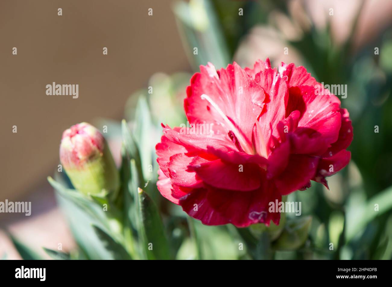 Rote Nelken, Dianthus caryophyllus, Symbol für Zuneigung und Liebe Stockfoto