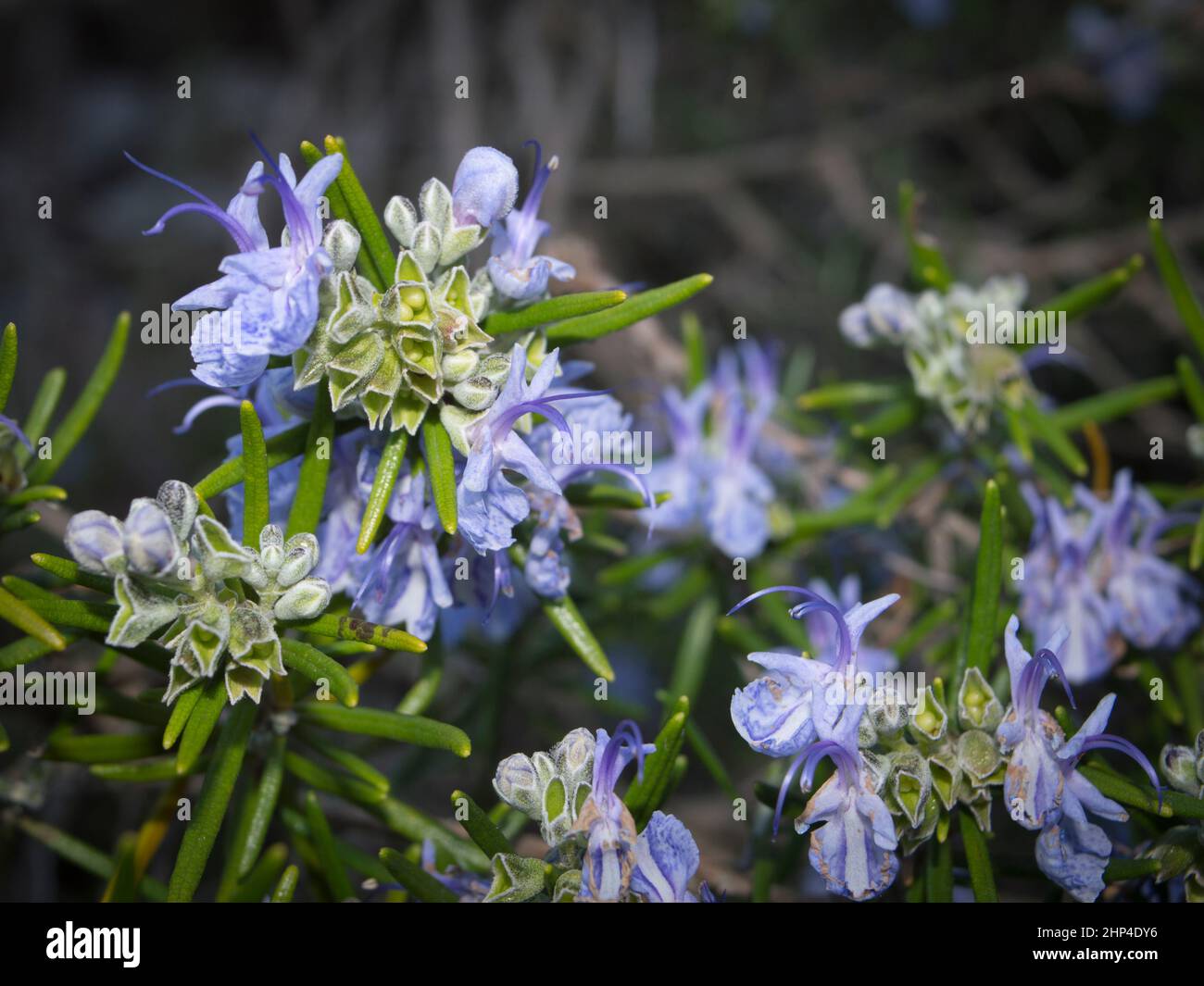 Blühende Rosmarinpflanze, Salvia rosmarinus, mit nadelartigen Blättern und violetten Blüten, aromatische kulinarische Kräuter speziell für das Mittelmeer, aus Kroatien Stockfoto