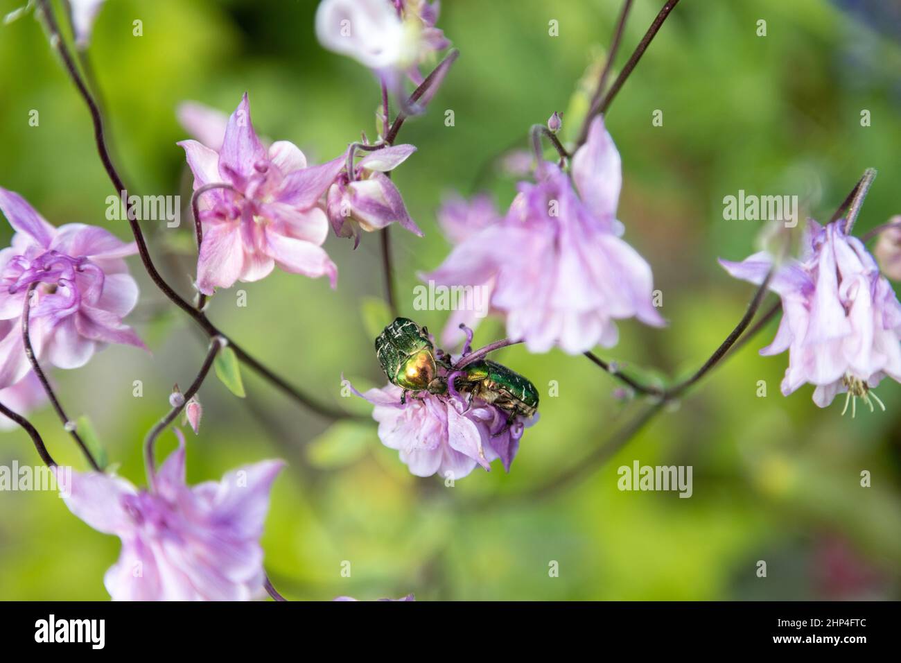 Zwei wunderbare Käfer der Goldenen Rose ernähren sich von rosa Blüten Stockfoto