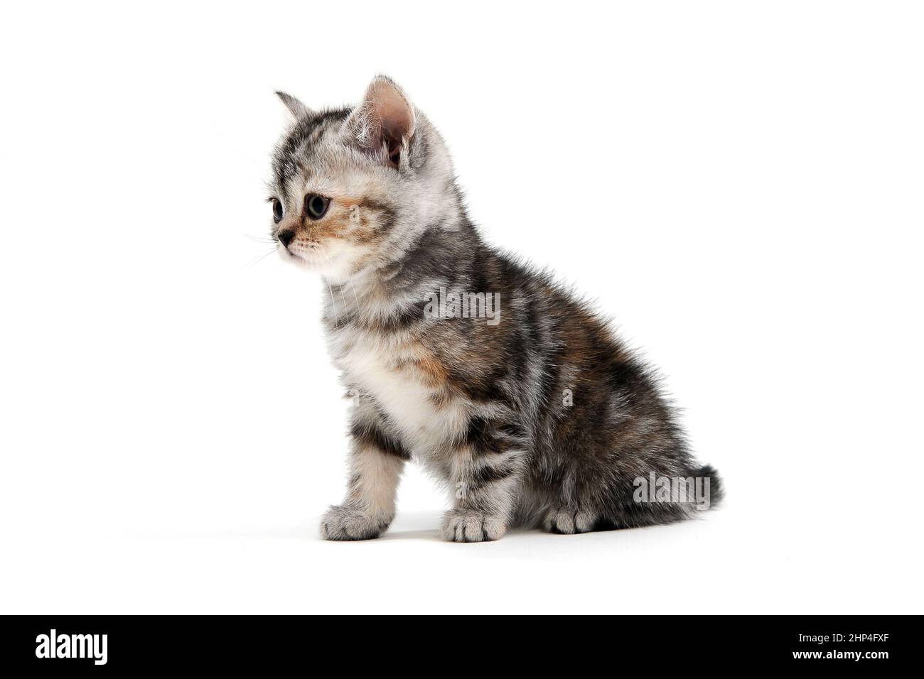 Ein gestreiftes reinrassiges Kätzchen sitzt auf weißem Hintergrund. Hochwertige Fotos Stockfoto