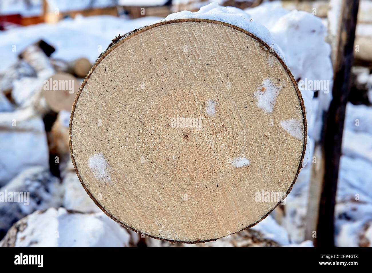 Querschnitt aus Kiefer, gesägtes Holz. Hochwertige Fotos Stockfoto