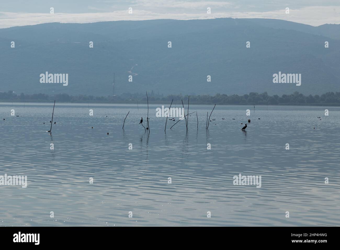 reihervögel und Möwen im See Stockfoto