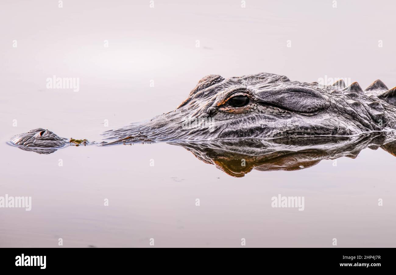 Nahaufnahme eines Alligators mit Gesicht und Auge in der Wildnis Floridas Stockfoto