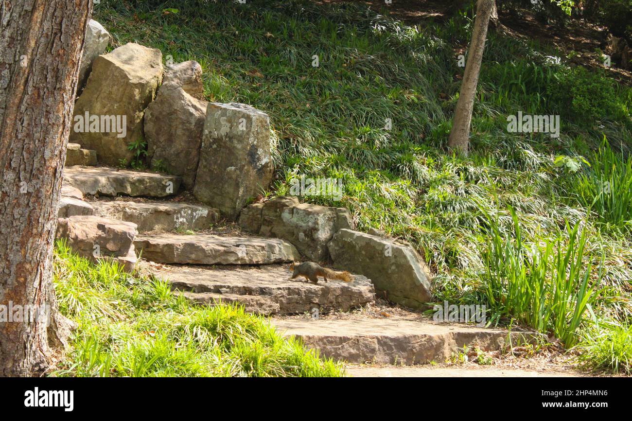 Eichhörnchen, die im Sommer im Stadtpark eine Steintreppe hochsprangen Stockfoto