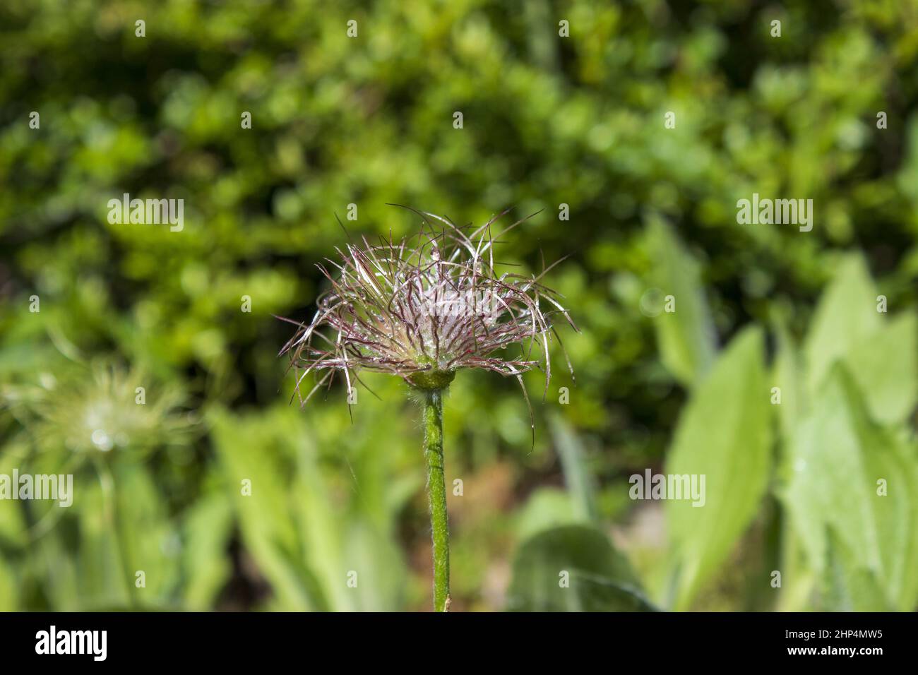 Pasquenblüte nach der Blüte pulsatilla pratensis, anemone pratensis Stockfoto