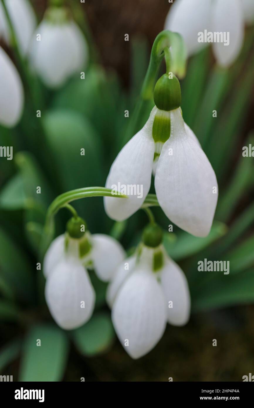 Weiße Schneeglöckchen mit zarten Blütenblättern und grünen Blättern im Garten, erste Schneeglöckchen Makro, Frühlingsblumen vertikal, Blüte, Schönheit in der Natur, Flora Stockfoto