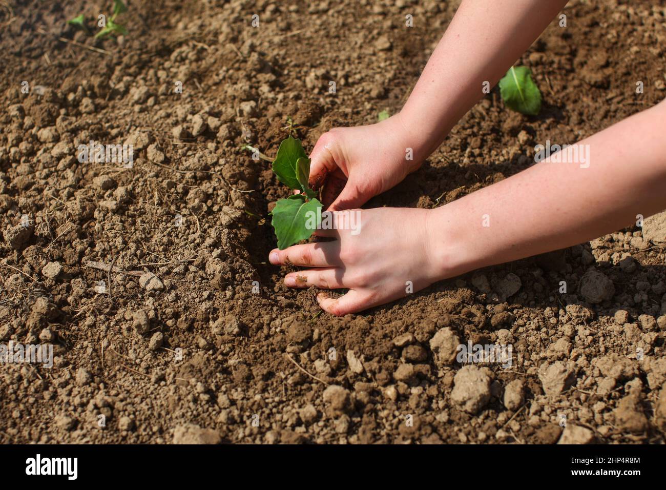 Frau Hände Aussaat Setzling Pflanze in nassen Garten Boden, Sonne scheint auf Grün nurseling. Stockfoto