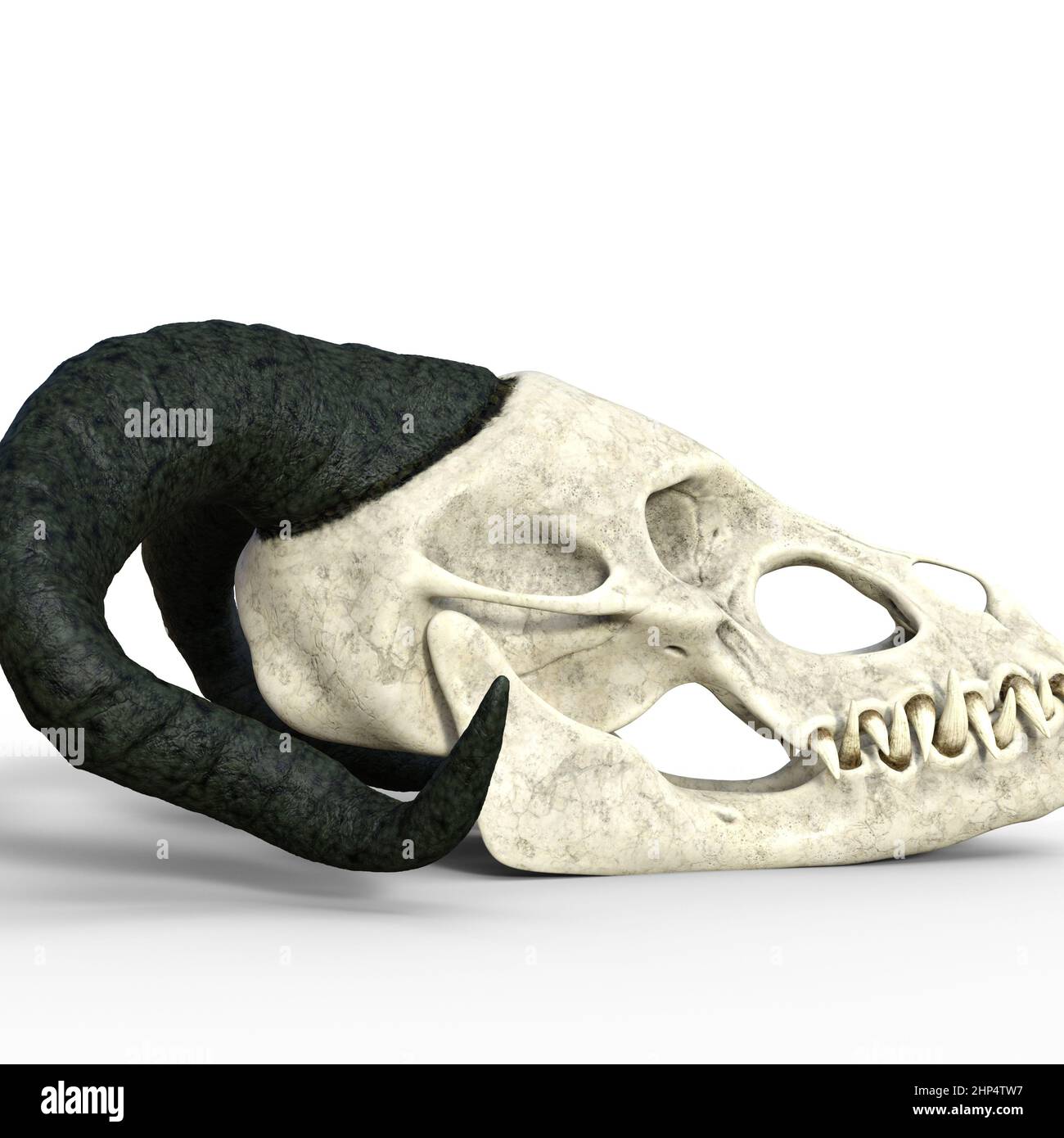 3D Abbildung über Weiß eines uralten Schädels eines Fantasy-Drachen Stockfoto